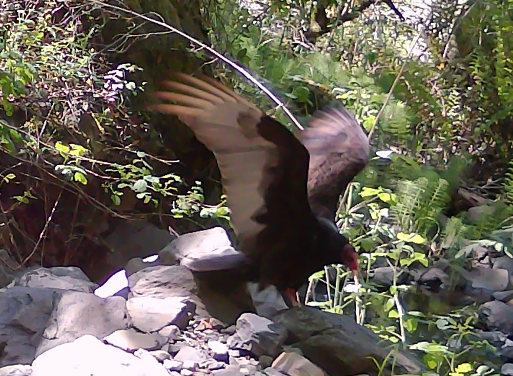 Turkey vulture near Adobe Creek