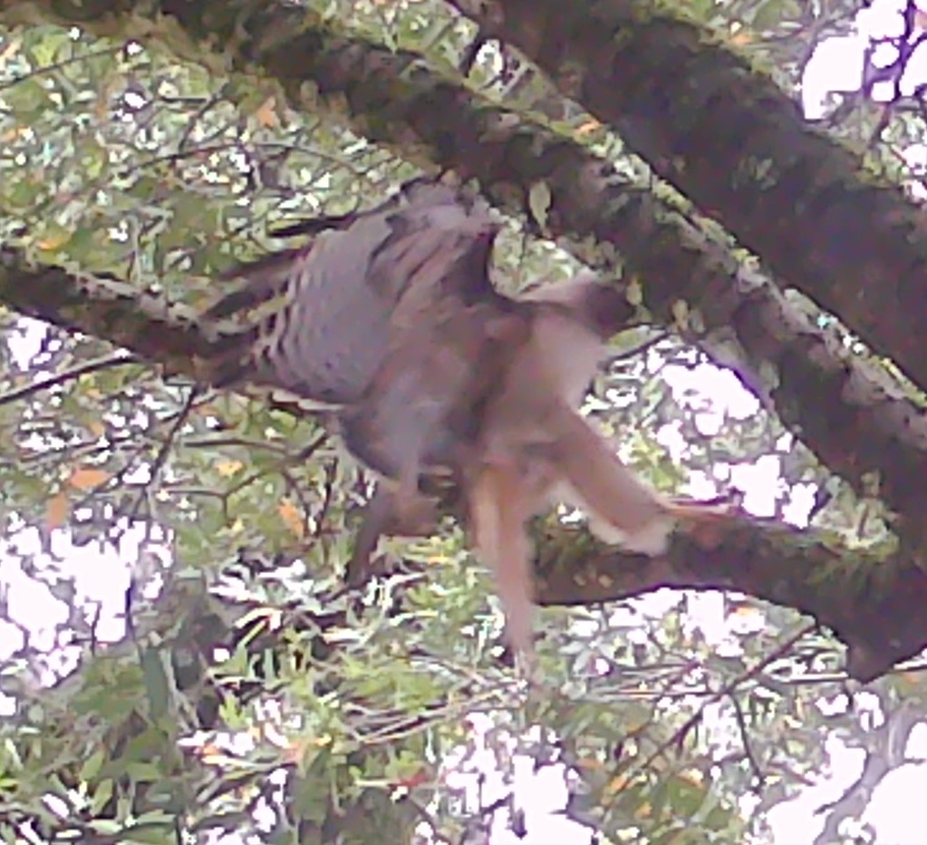 Hawk alighting on bay tree branch