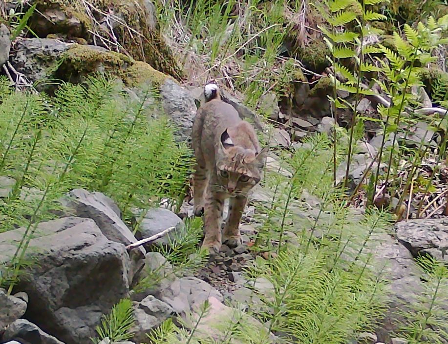 Bobcat