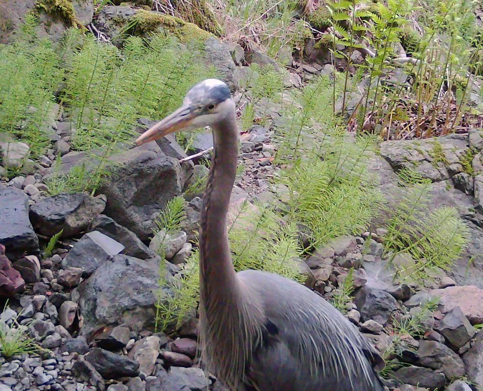 Great blue heron