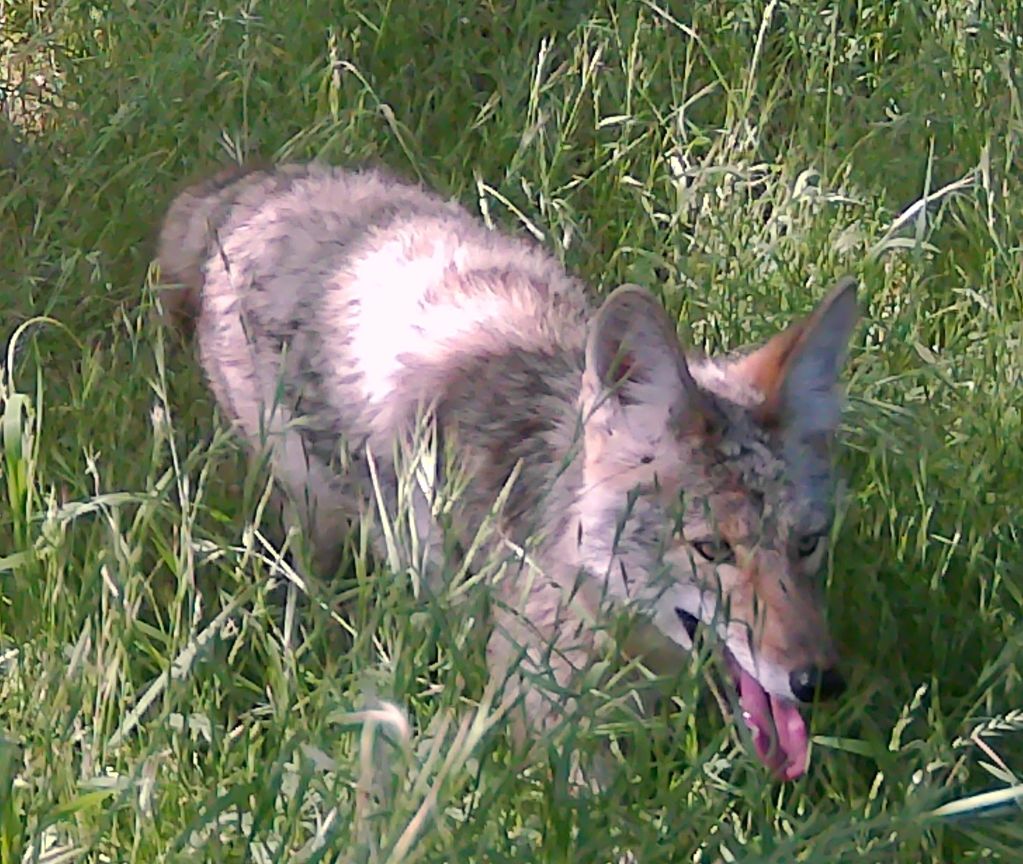 Coyote