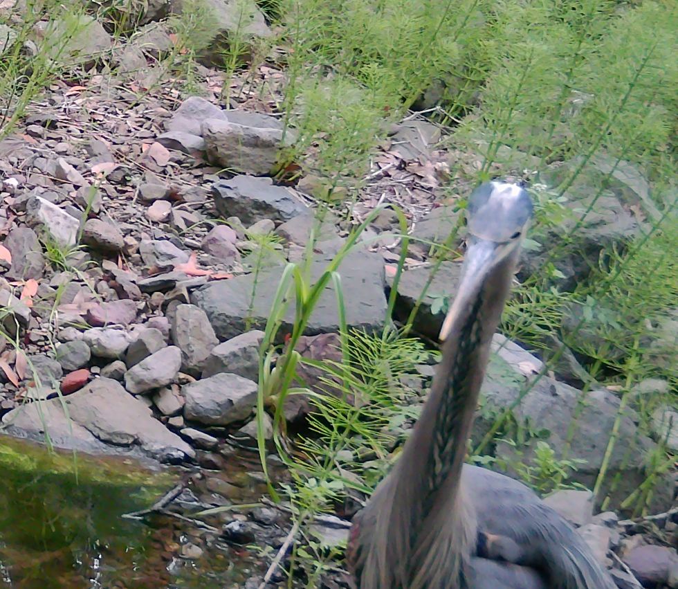 Great blue heron