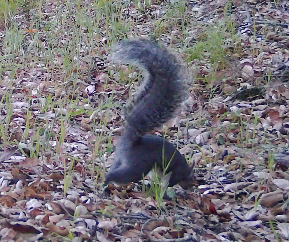 Gray squirrel