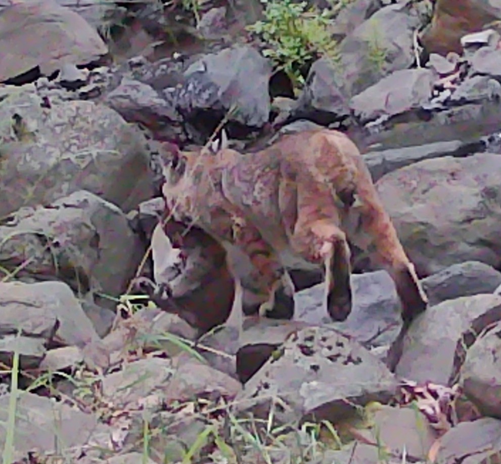 Mother bobcat carrying a kitten