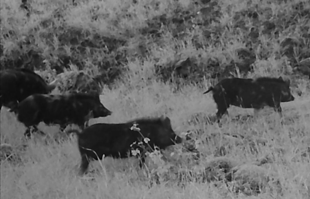 Feral hogs