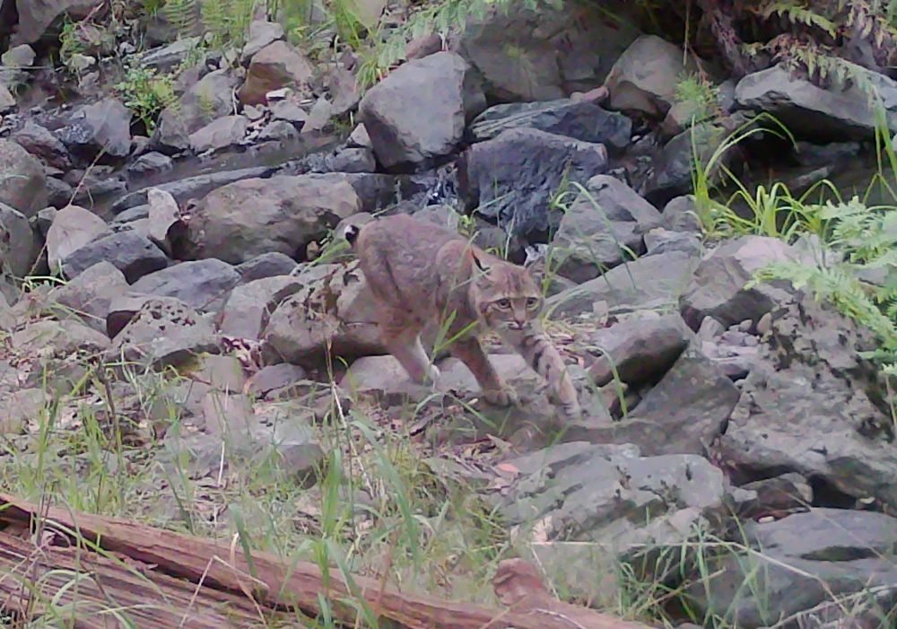 Female bobcat