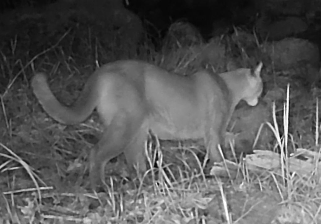 Mountain lion