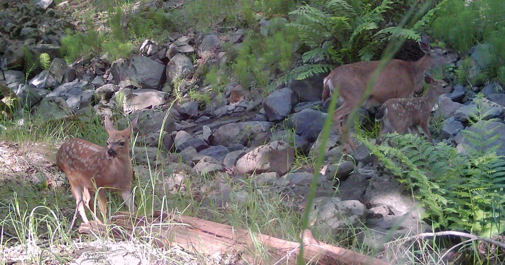 Blacktail doe and fawns