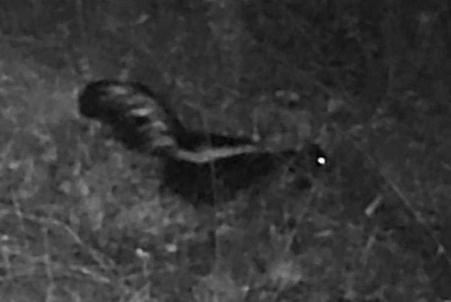 Skunk at night