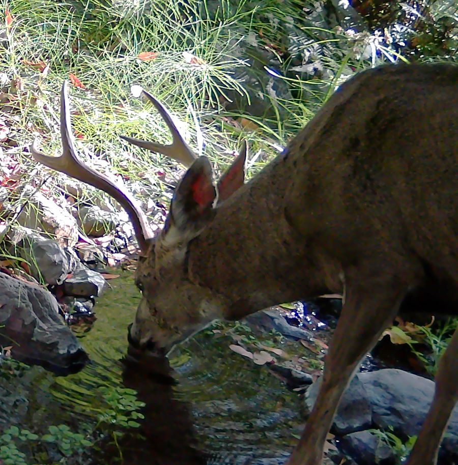 Blacktail buck