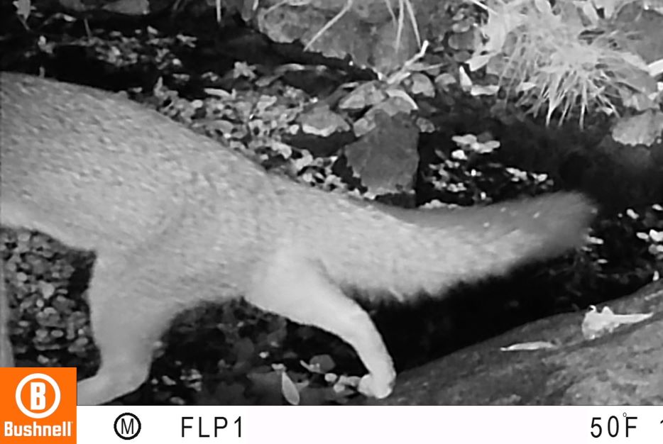 Gray fox