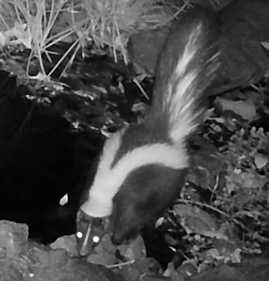 Striped skunk