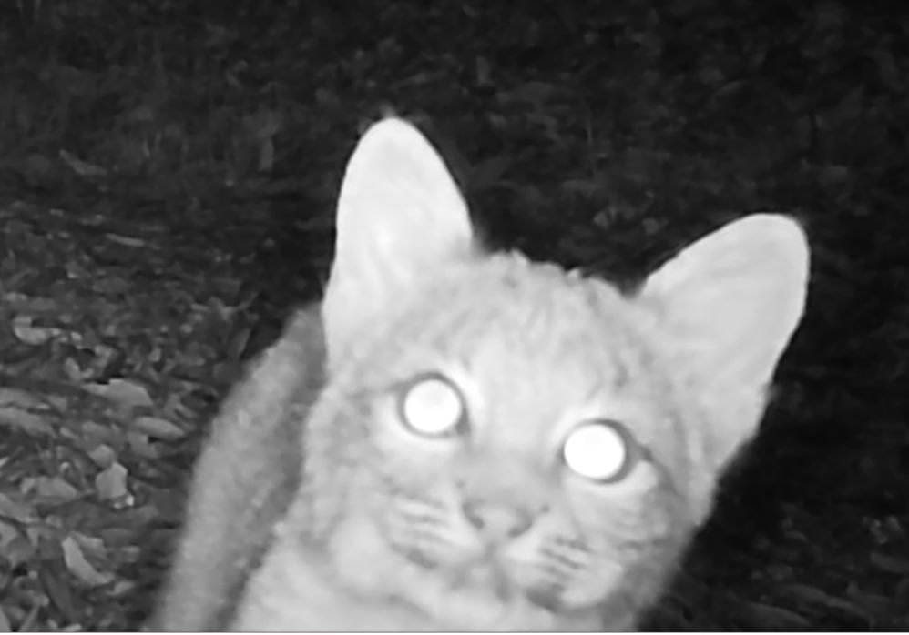 Bobcat closeup