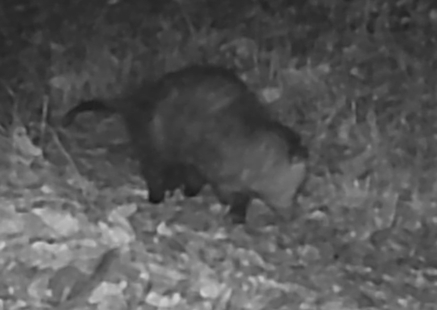 Opossum
