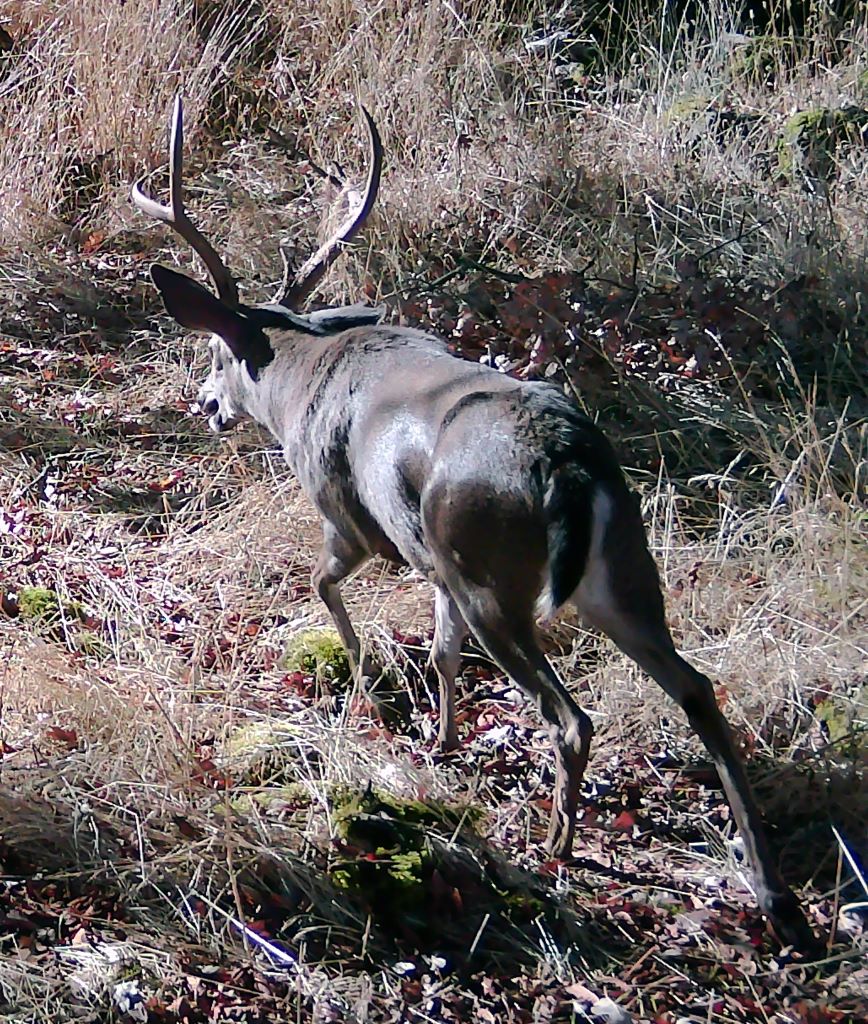Handsome buck