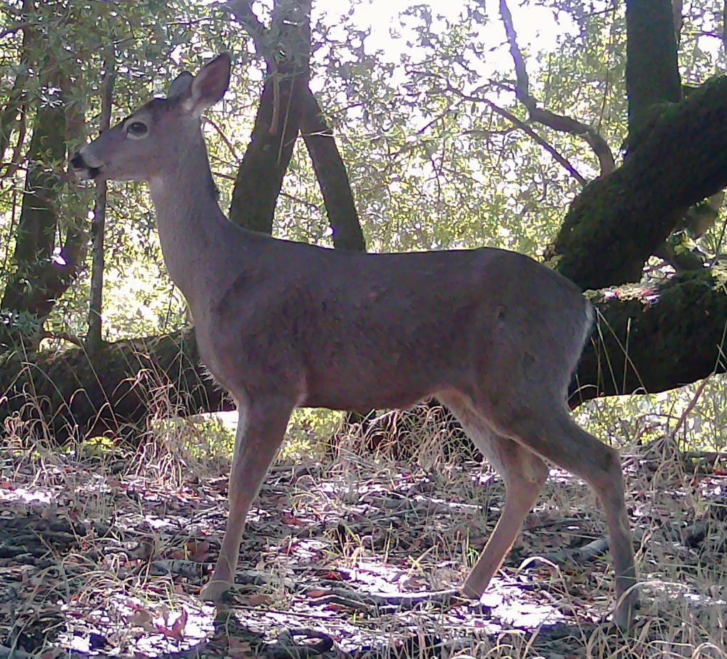 Blacktail doe