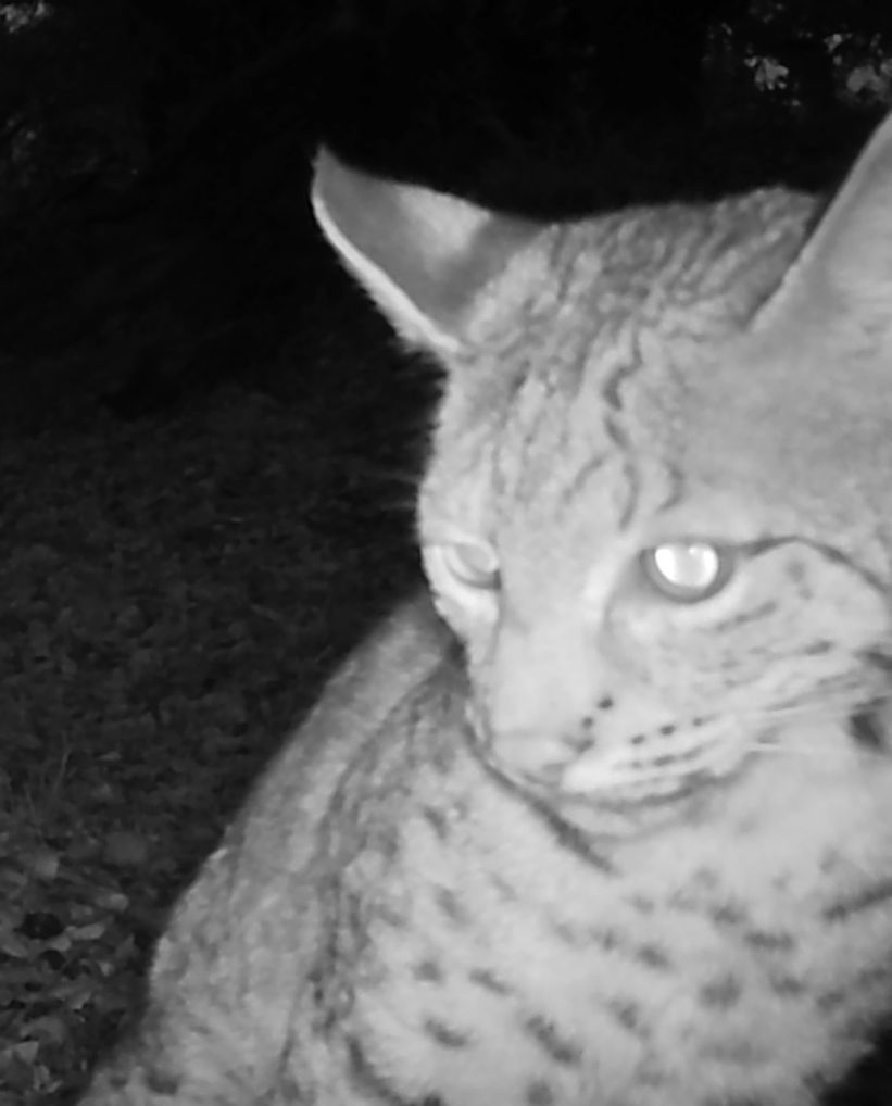 Bobcat closeup
