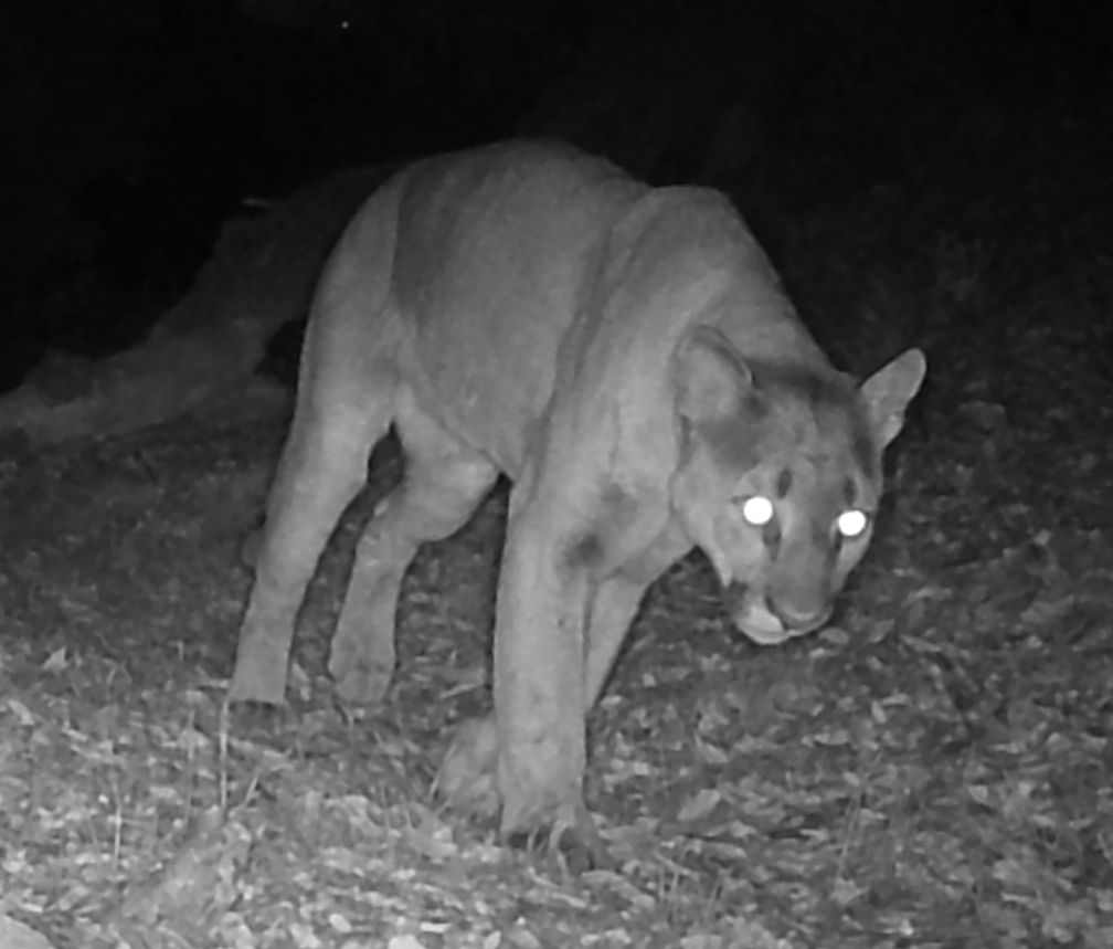 Mountain lion
