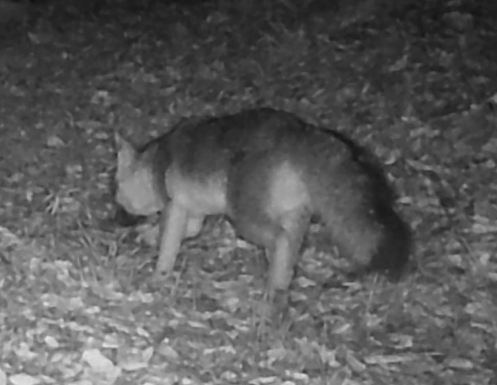 Gray fox