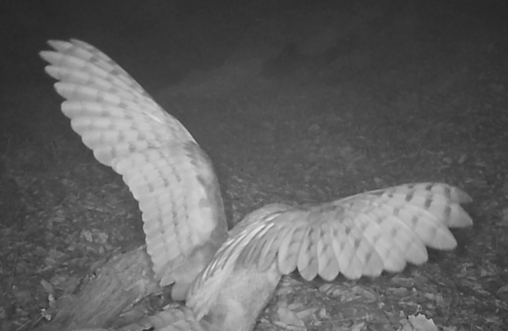 Great horned owl