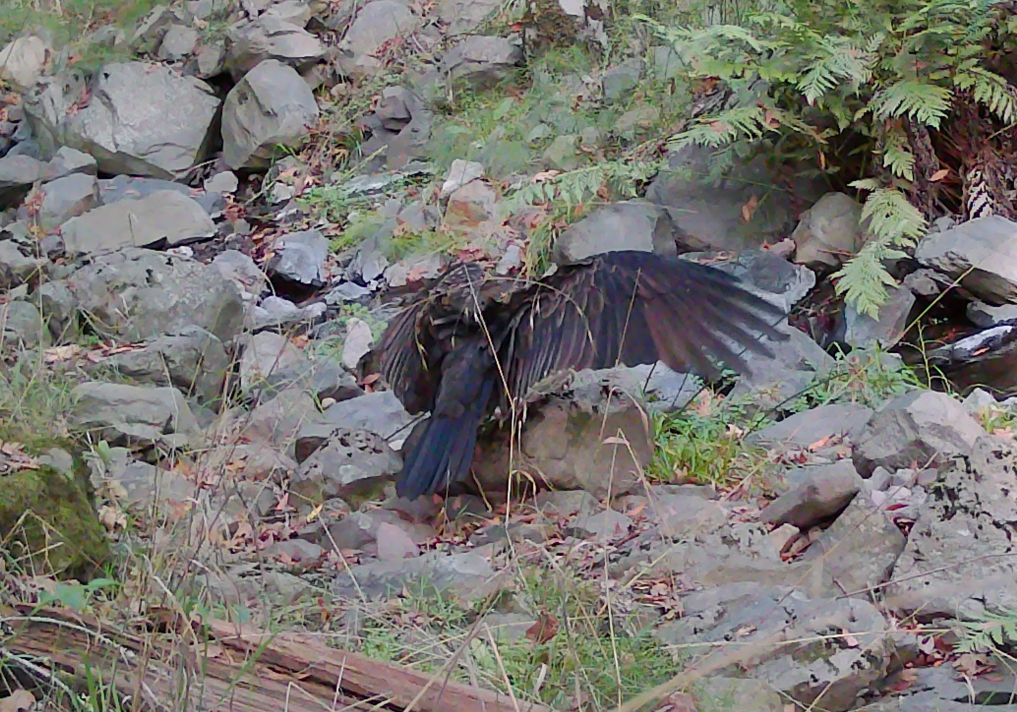 Turkey vulture
