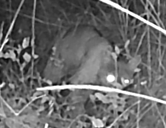 Bobcat at night