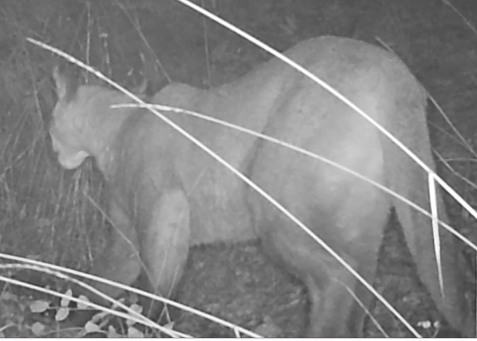 Momma mountain lion