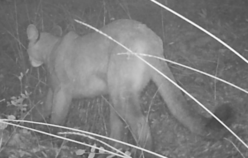 Young cougar #2