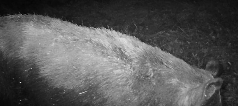 Bear or pig?