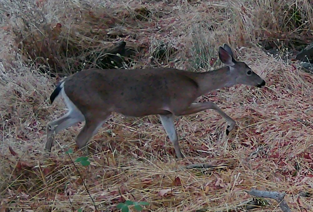 Doe