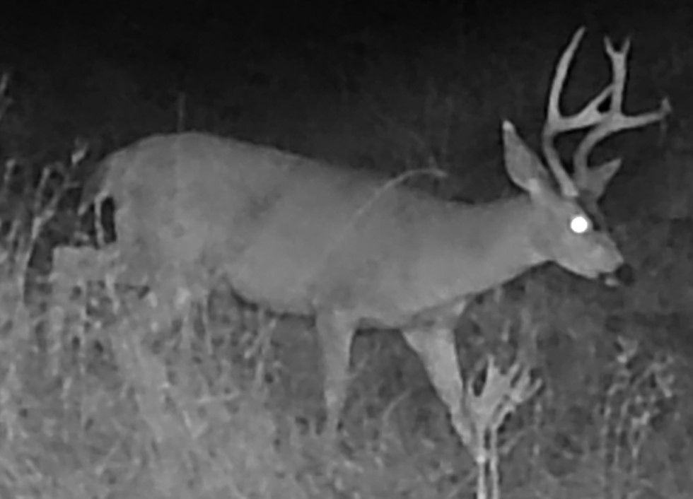 Buck at night