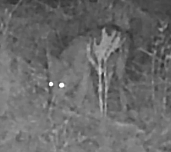 Coyote or gray fox