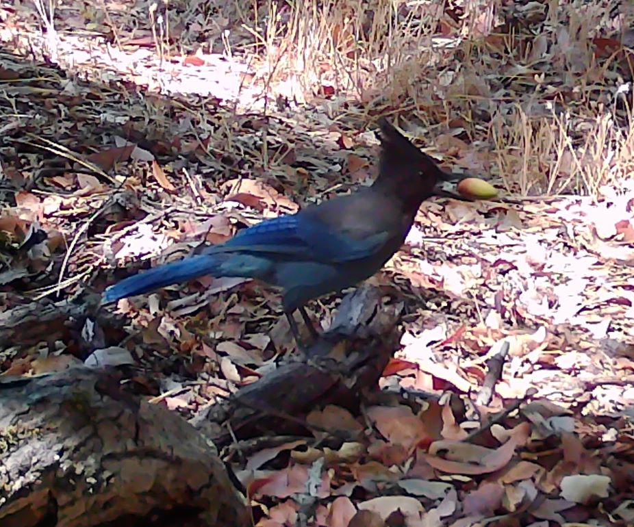 Stellar's jay with acorn