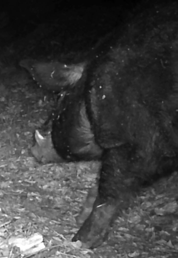 Tusky feral boar