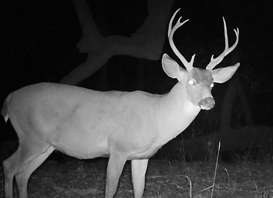 Blacktail buck