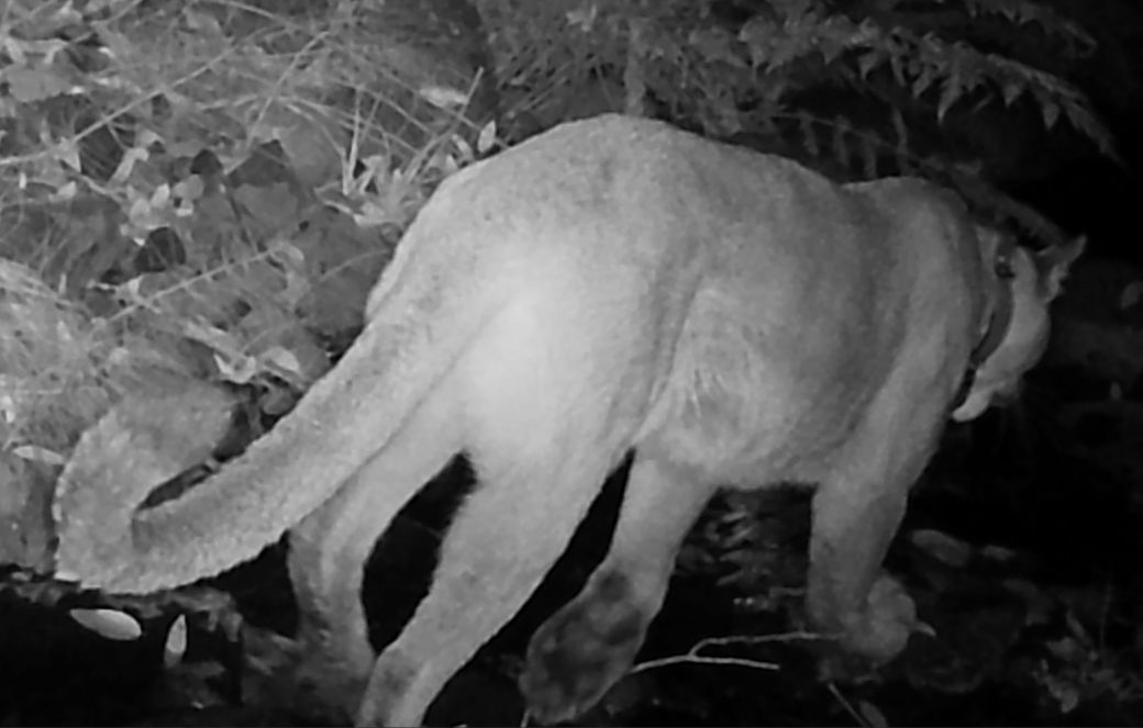 Mountain lion