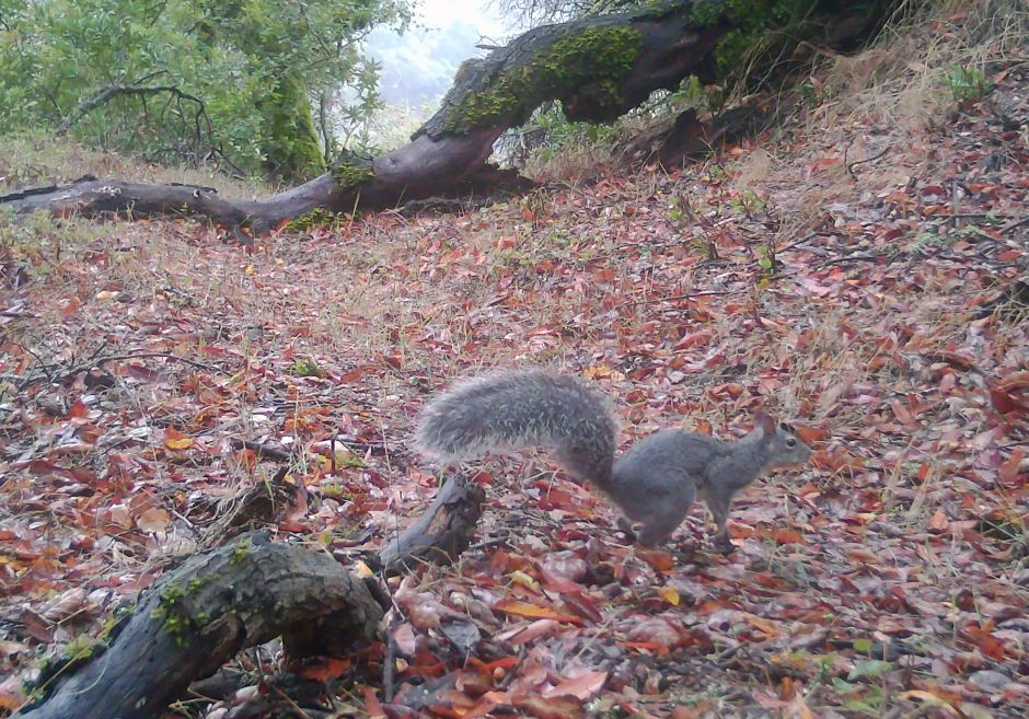 Gray squirrel