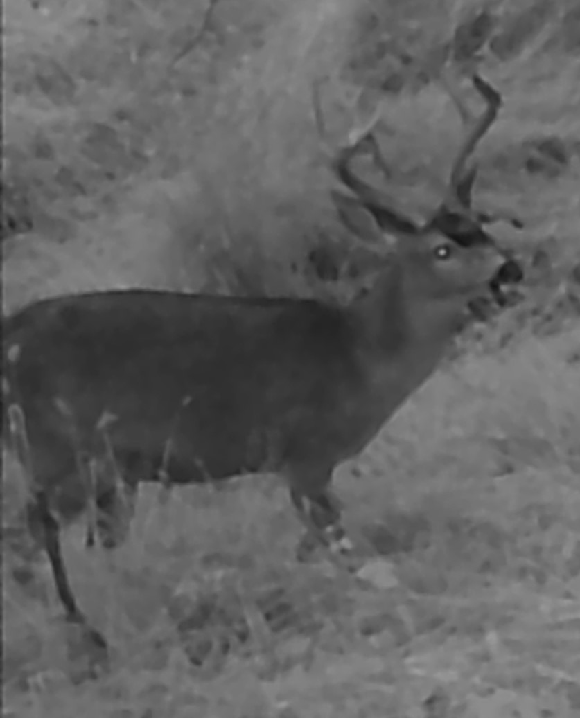 Buck at twilight