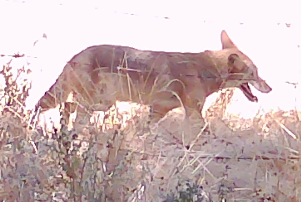 Coyote