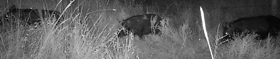 Line of feral hogs