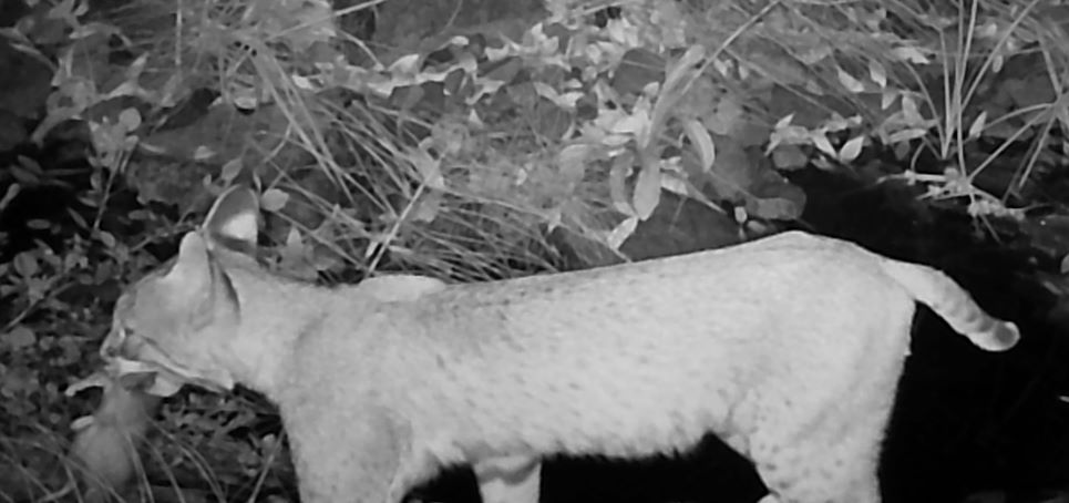 Bobcat with rodent