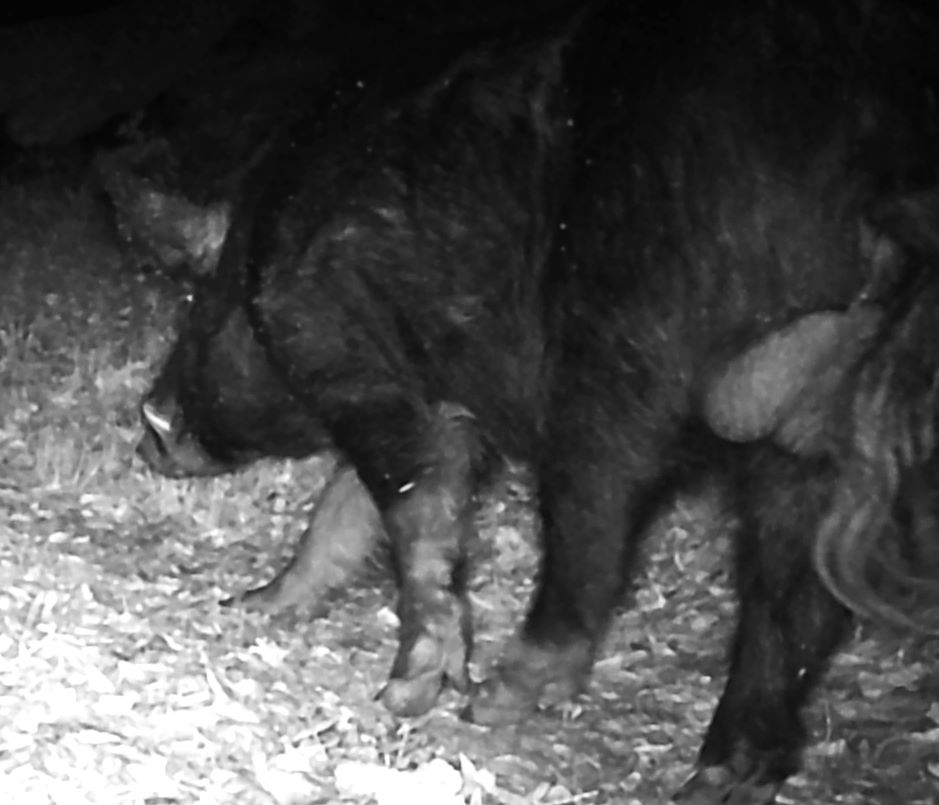 Feral boar with tusks