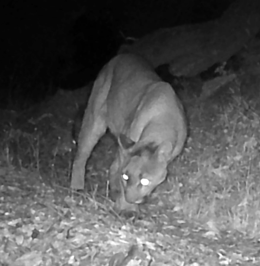 Mountain lion