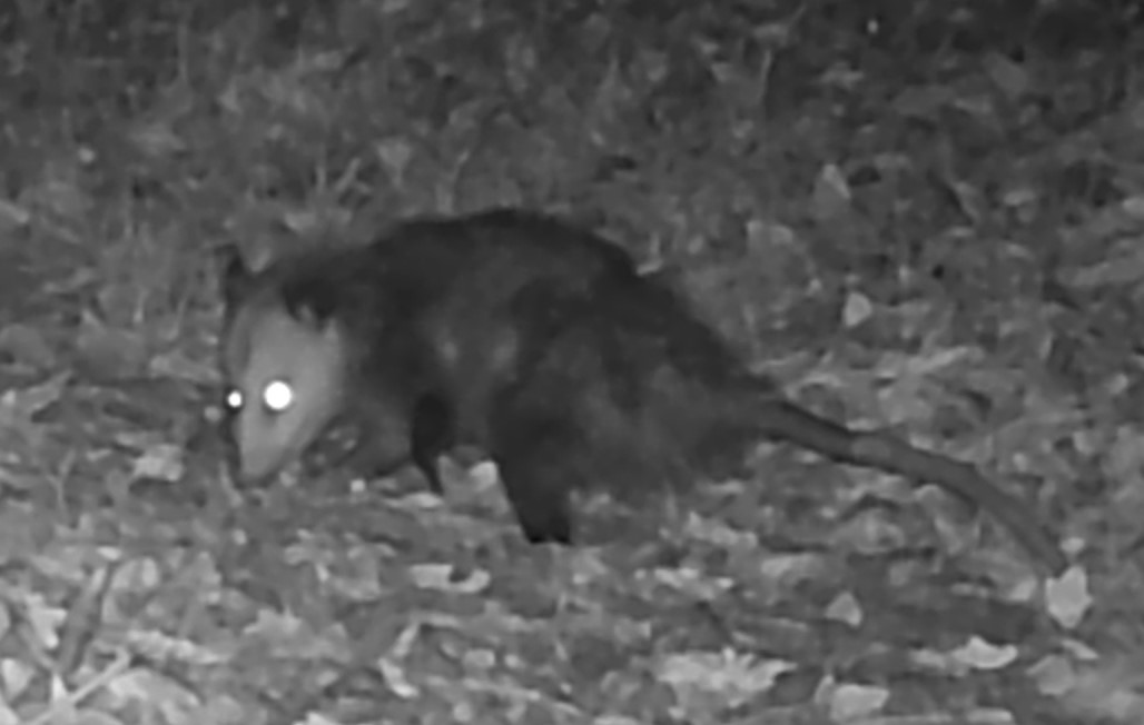 Opossum