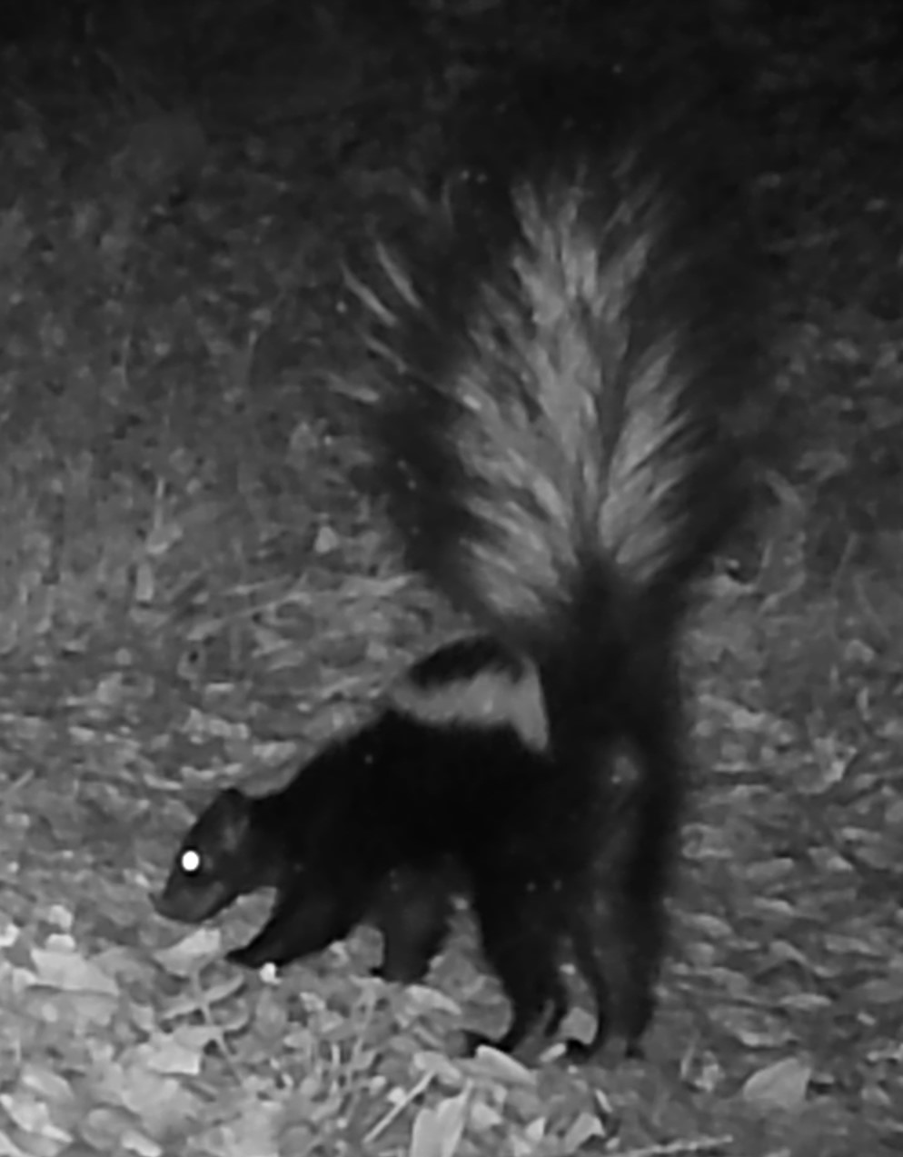 Skunk