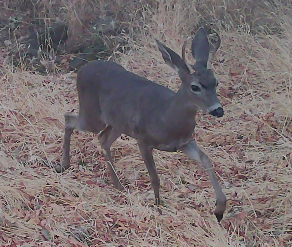 Spike buck