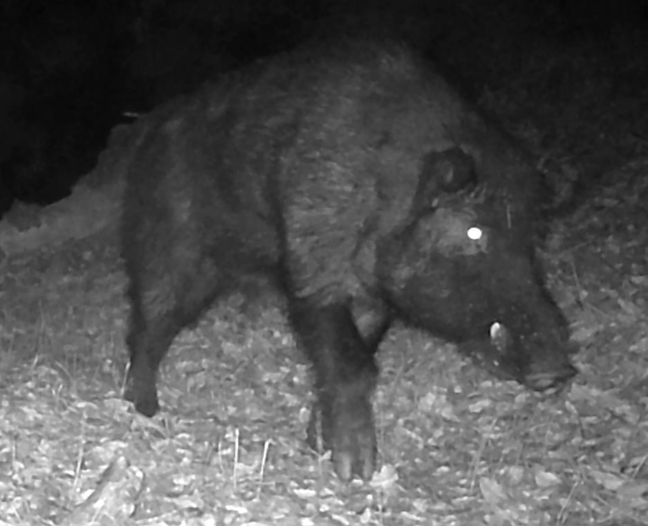 Feral boar