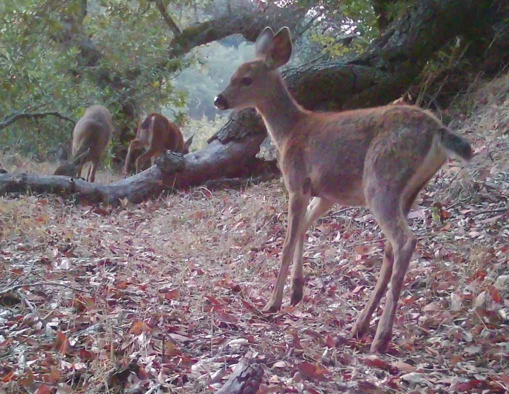 Blacktrail deer