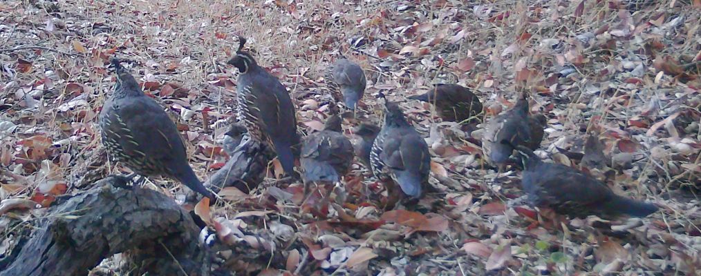 Covey of quail