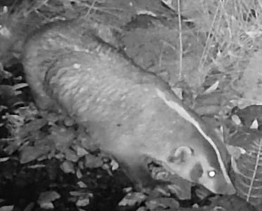 Badger thumbnail